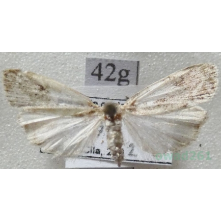 Scoparia basistrigalis Knaggs, 1866 Zamiotka bazikreska Czech42g